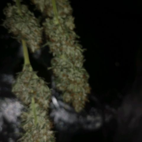 Cheezy poofs growlog timeline photo