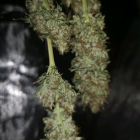Cheezy poofs growlog timeline photo