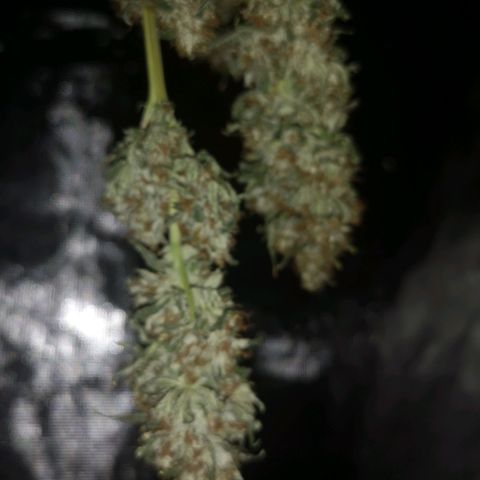 Cheezy poofs growlog timeline photo