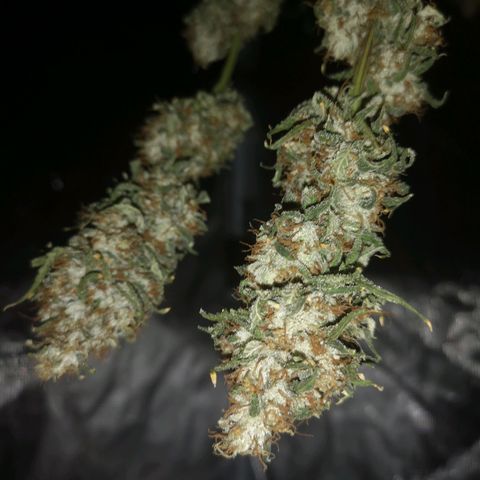 Cheezy poofs growlog timeline photo