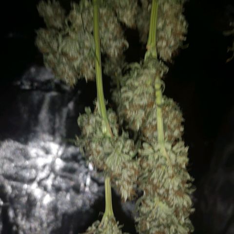 Cheezy poofs growlog timeline photo