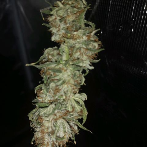 Cheezy poofs growlog timeline photo