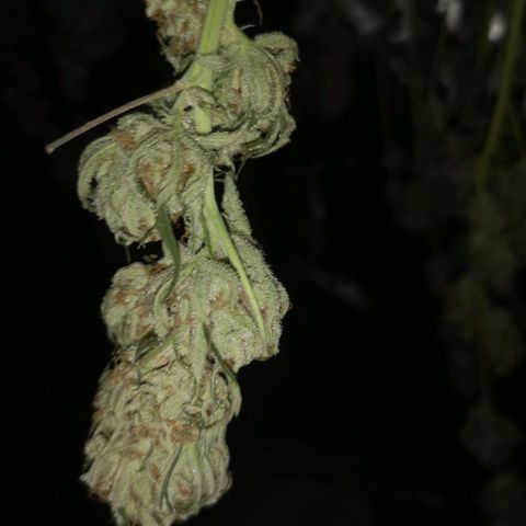 Critical pk growlog timeline photo