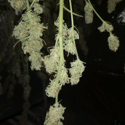 Critical pk growlog timeline photo