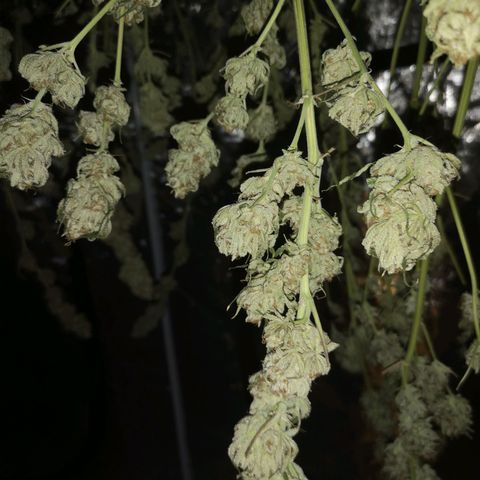 Critical pk growlog timeline photo