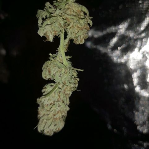 Critical pk growlog timeline photo