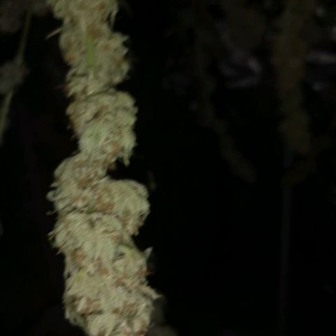 Critical pk growlog timeline photo