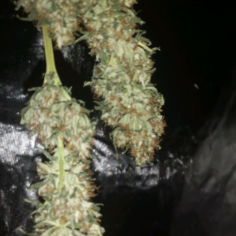 Cheezy poofs growlog timeline photo