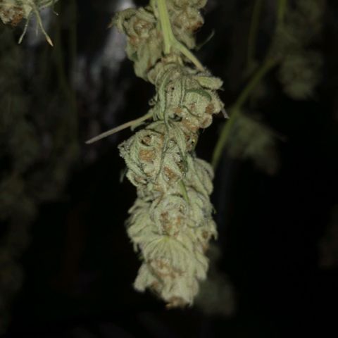 Critical pk growlog timeline photo