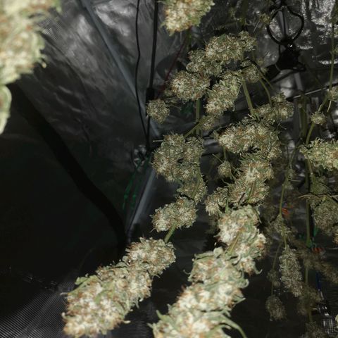 Cheezy poofs growlog timeline photo