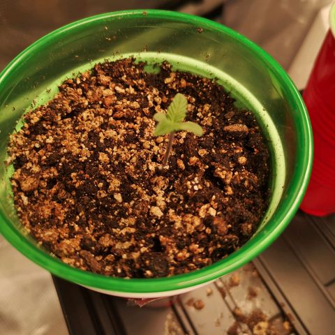 Wedding cake 3 growlog timeline photo