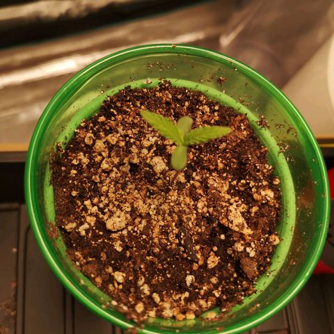 wedding cake 2 growlog timeline photo