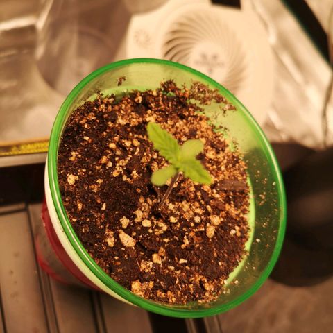 wedding cake growlog timeline photo