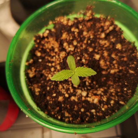 Grape Diamonds 2 growlog timeline photo