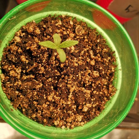 Grape Diamonds growlog timeline photo