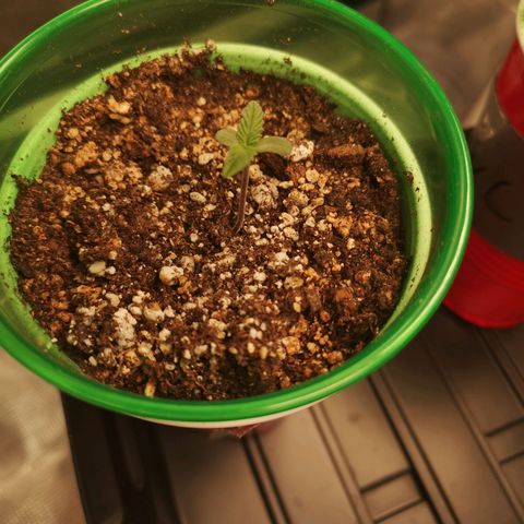 Wedding cake 3 growlog timeline photo