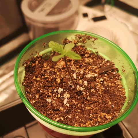 wedding cake growlog timeline photo