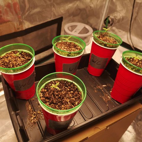 wedding cake growlog timeline photo