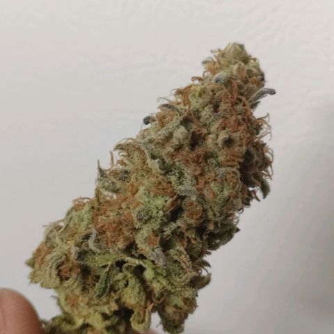 Cherry gar see ya growlog timeline photo