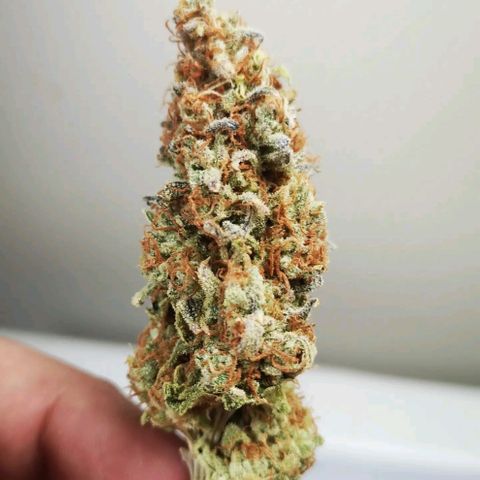 Cherry gar see ya growlog timeline photo