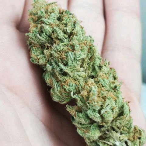 Critical pk growlog timeline photo