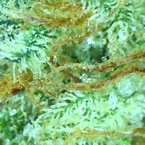 Critical pk growlog timeline photo