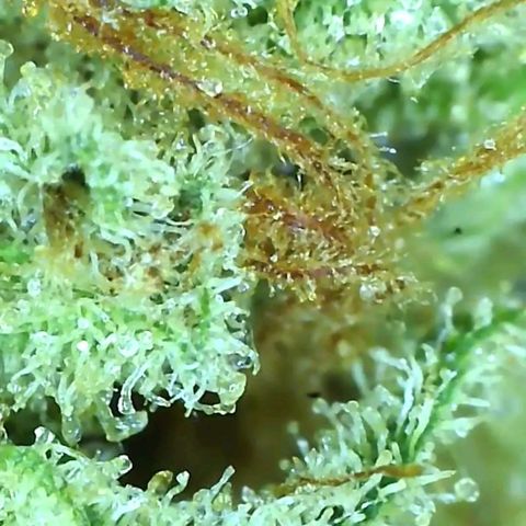 Critical pk growlog timeline photo
