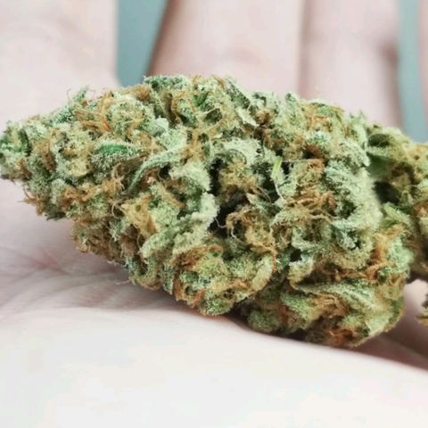 Critical pk growlog timeline photo