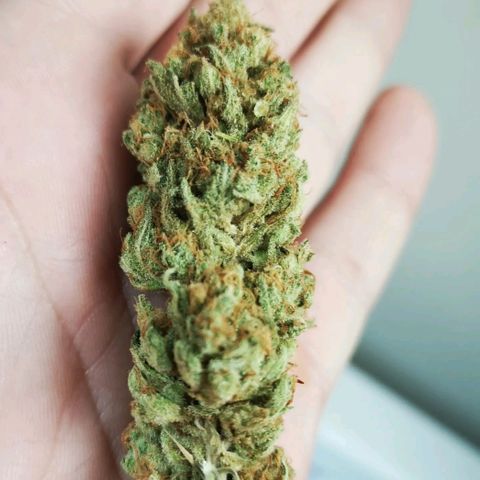 Critical pk growlog timeline photo