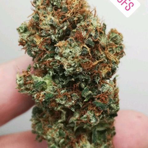 Cheezy poofs growlog timeline photo