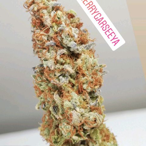 Cherry gar see ya growlog timeline photo