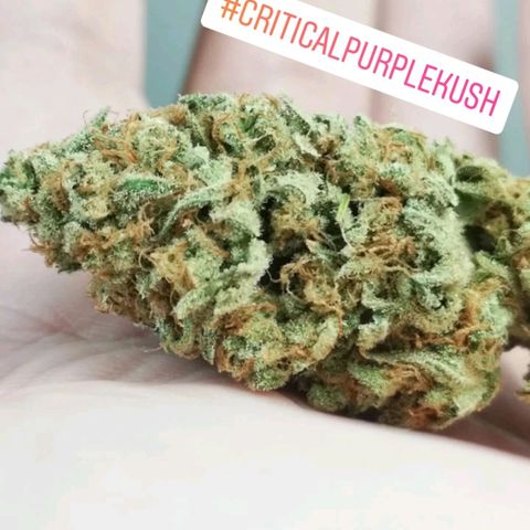 Critical pk growlog timeline photo