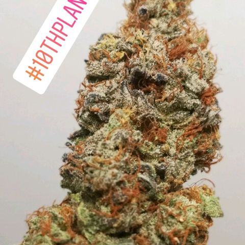 10th planet 2nd run growlog timeline photo
