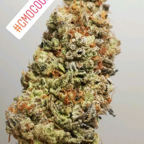 GMO cookies growlog timeline photo