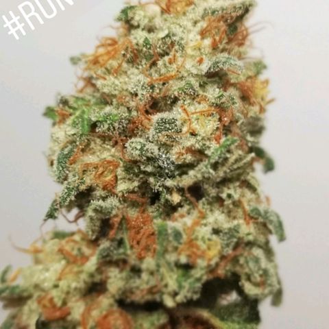 Runtz s1 growlog timeline photo