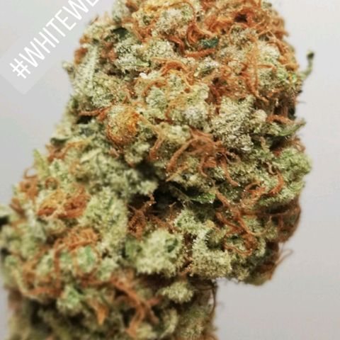 white wedding growlog timeline photo