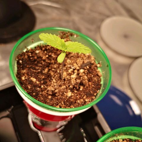 wedding cake growlog timeline photo