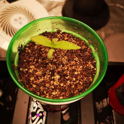 wedding cake 2 growlog timeline photo