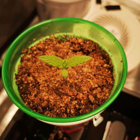 Wedding cake 3 growlog timeline photo