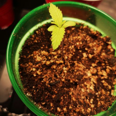 Grape Diamonds growlog timeline photo