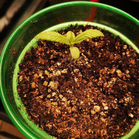 Grape Diamonds 2 growlog timeline photo