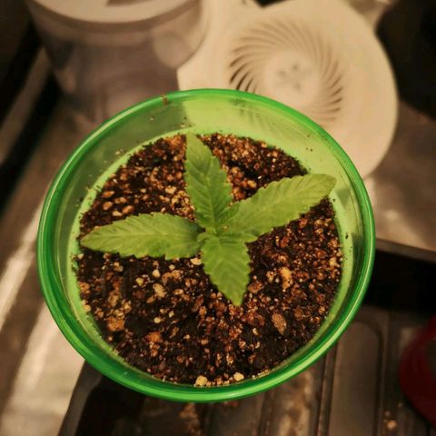 wedding cake growlog timeline photo