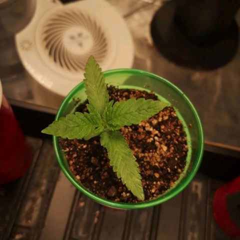 wedding cake 2 growlog timeline photo