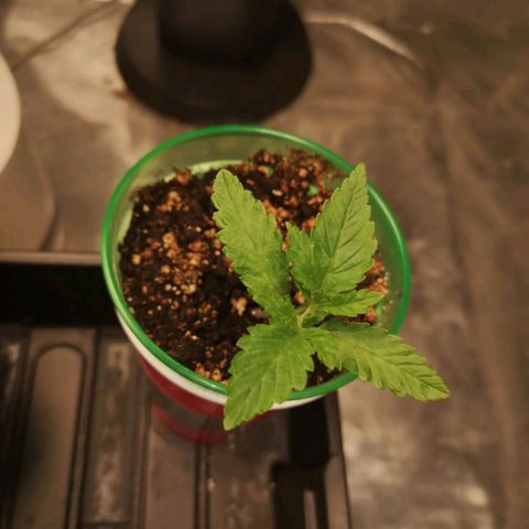 Wedding cake 3 growlog timeline photo