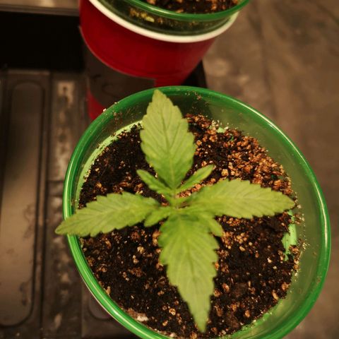 Grape Diamonds growlog timeline photo