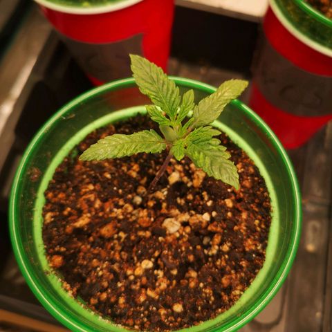Grape Diamonds 2 growlog timeline photo