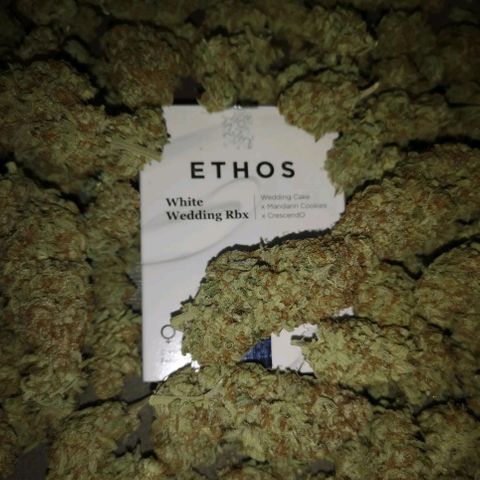 white wedding growlog timeline photo
