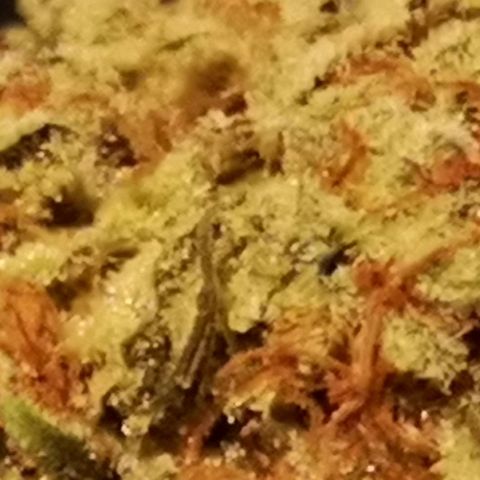 white wedding growlog timeline photo