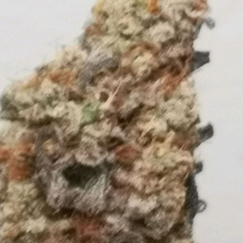 10th planet 2nd run growlog timeline photo