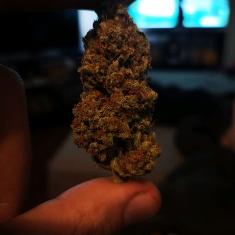 white wedding growlog timeline photo